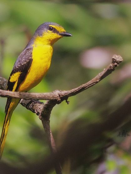 A female Minivet, whose soft yellow and grey plumage is just as beautiful as the male's fiery orange. We often find them flitting through the canopy in mixed hunting flocks.