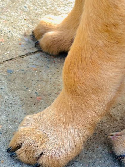 Healthy paws are happy paws. A close-up of freshly trimmed nails and clean paws on a Golden Retriever. Our full grooming service includes essential nail care to prevent discomfort and mobility issues.