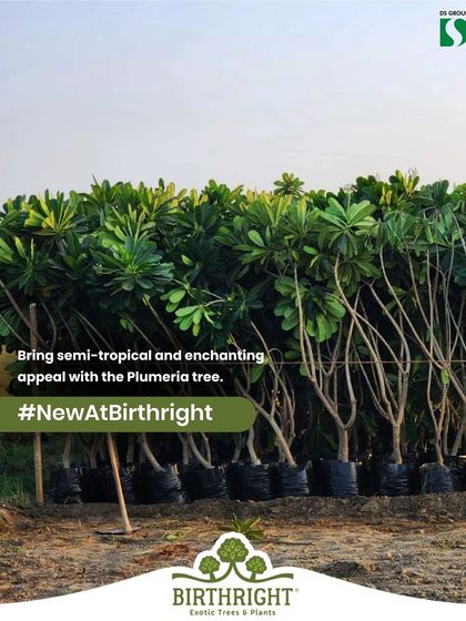 We're excited to introduce our new collection of Plumeria trees. Lined up and ready for their new homes, these plants bring a semi tropical and enchanting appeal, perfect for adding an exotic feel to any landscape project.