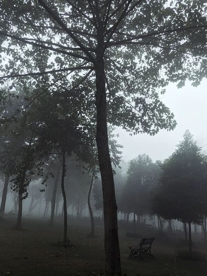 Looking up through the branches of a large tree on a foggy morning. The mist diffuses the light, creating a soft and ethereal canopy against the grey sky.