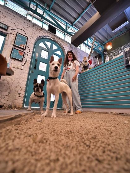 A cool shot from a dog's perspective! This pup is confidently striding through the cafe, with another friend in the background.