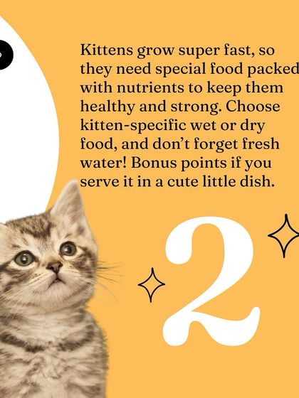 Oh My Dawg - Pet Supplies For New Pet Parents photo 14