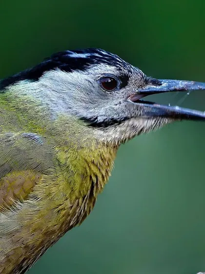 A Gray-headed Woodpecker with its beak open, as if calling. This close-up captures the texture of its plumage and provides a dynamic look at the bird's expression.