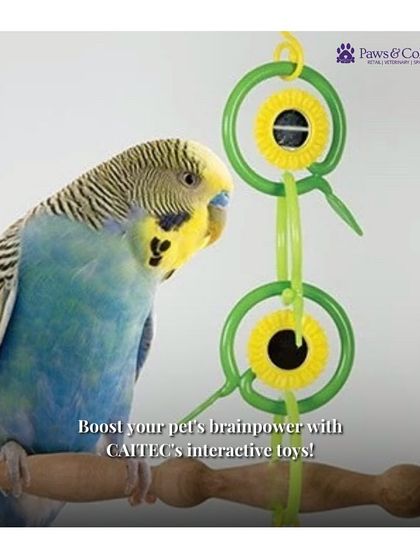 PawsnCollars - Pet Supplies Playtime & Enrichment Toys photo 13