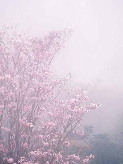 Nature as Fine Art photo 3