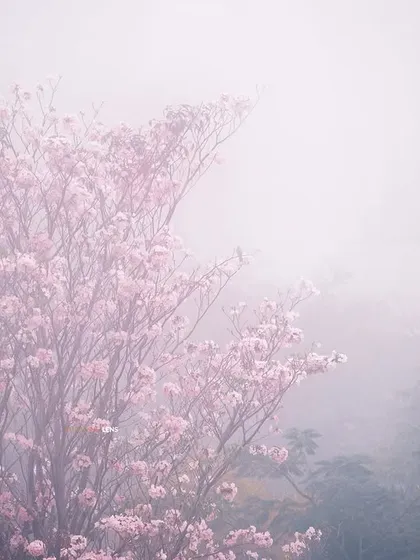 The pink trumpet blossoms of Navi Mumbai shrouded in morning fog. This image, captured with a classic film simulation, has a soft, dreamlike quality that celebrates the quiet, atmospheric beauty of nature.