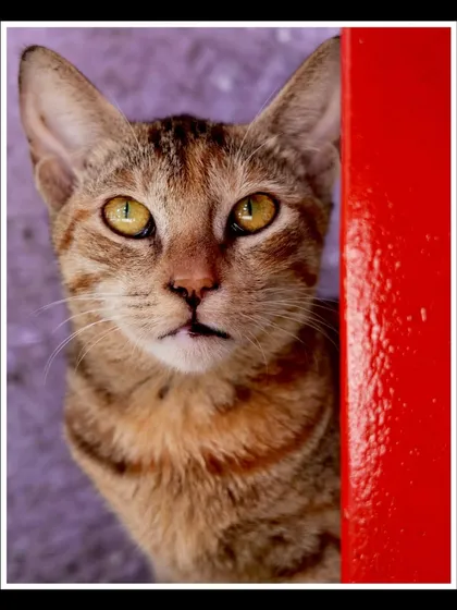 A close-up portrait of a street cat in Mumbai. I have a special patience for animals, and I focus on capturing their unique gaze and personality, using the vibrant street colors as a natural backdrop for these emotional pet portraits.