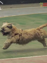Pet Event Planning