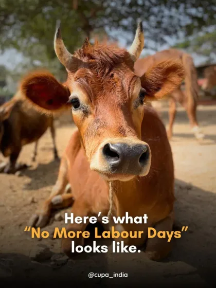 Cupa - Large Animal Sanctuary & Rehabilitation A Day in the Life: Our Forever Ghar photo 3