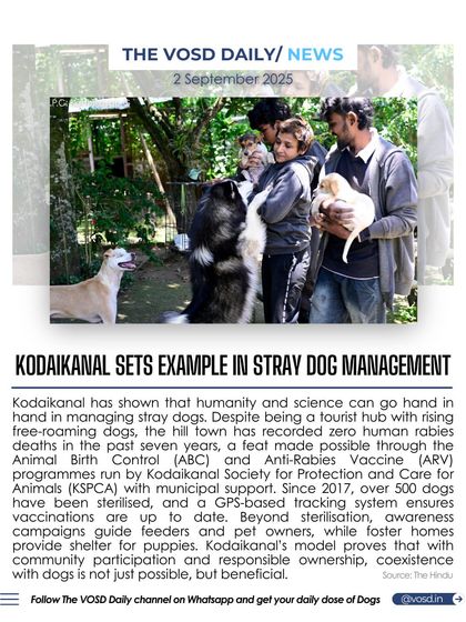 Kodaikanal has recorded zero human rabies deaths in the past seven years, proving that coexistence with stray dogs is possible. Their model combines sterilization, vaccination, and community awareness to create a safe environment for all.