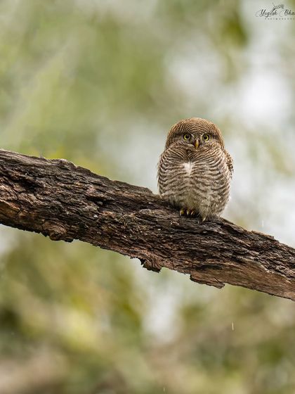Capturing a small jungle owlet in the rain is challenging. However, my Sony Alpha 1 and 400mm f/2.8 lens deliver unmatched sharpness and focus, even in adverse weather.