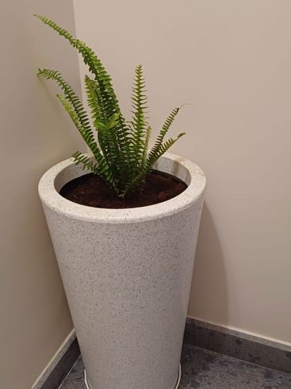 The Garden Hub - Garden Maintenance Indoor Plant & Pot Styling photo 8