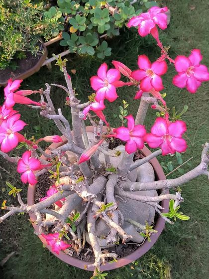 Bonsai: The Art of Miniature Trees photo 10