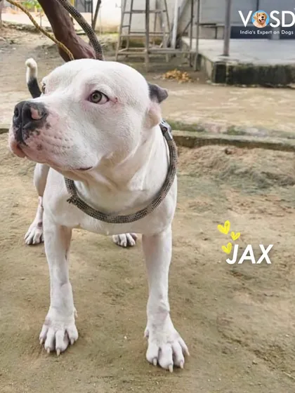 This is Jax today. Well-fed, healthy, and safe, his transformation shows what is possible with consistent medical care, proper nutrition, and a secure environment. His recovery is a direct result of the support we receive.