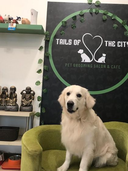 Tails of the City - Pet Grooming Our Happy Doggos photo 23