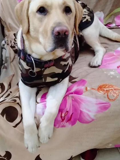 This handsome Labrador in his camo jacket is king of the couch. Your pet's comfort is my top priority.