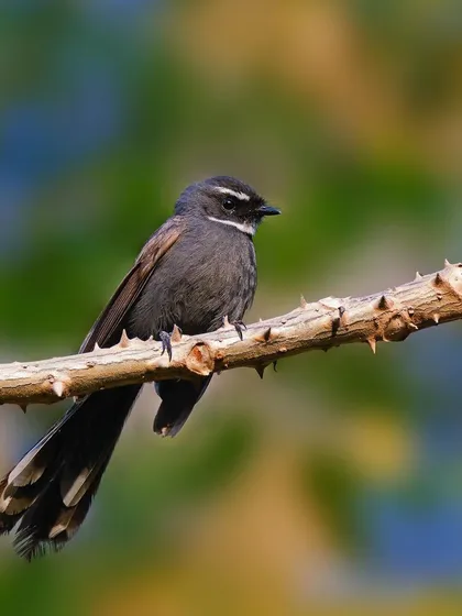 A White-throated Fantail rests on a thorny branch. The warm, autumnal colors of the background complement the bird's subtle grey and brown tones.
