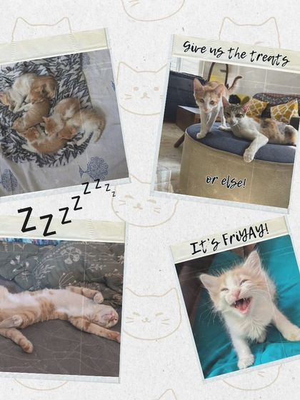 Happy Friyay! Here's some kittinspiration for your weekend plans: demand treats, scream for no reason, and pass out like you've worked very hard.