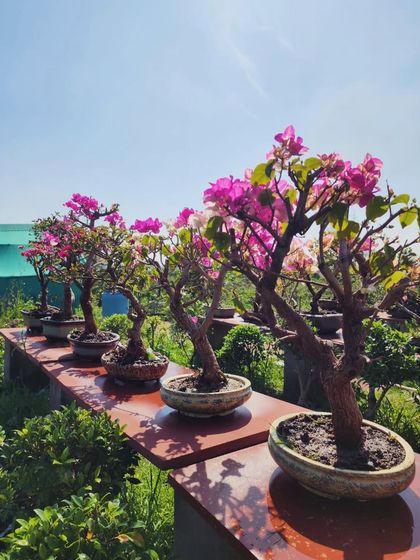 Delhi Gardner - Full-Service Landscaping Our Bonsai Collection photo 8