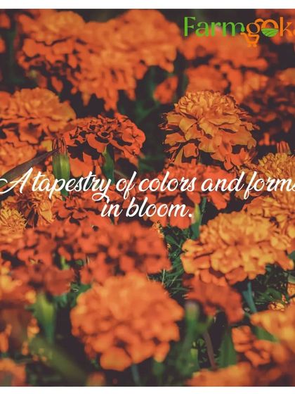 Beautiful Blooming Flowers photo 7