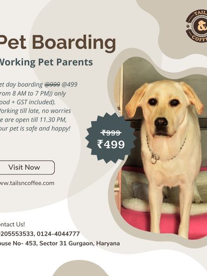 We have a special pet day boarding offer for working pet parents. For just ₹499, your pet can enjoy a full day of play and care with us, food and GST included. We are open late, so you can work without worry.