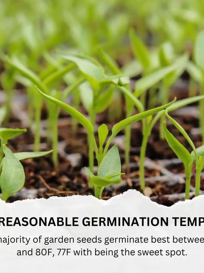 Gardening for Beginners photo 10