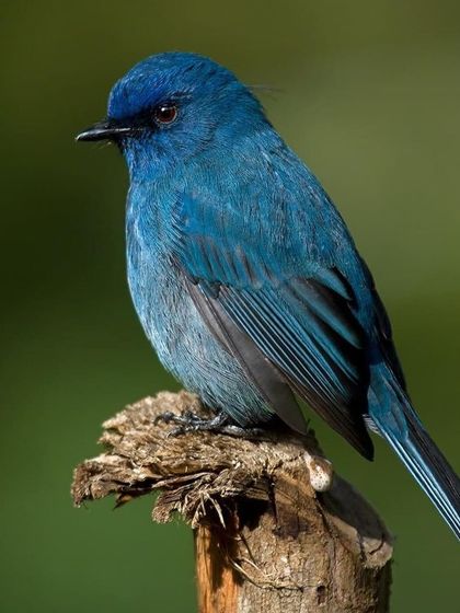 The Nilgiri Flycatcher, another endemic species of the Western Ghats, with its deep, uniform blue color.