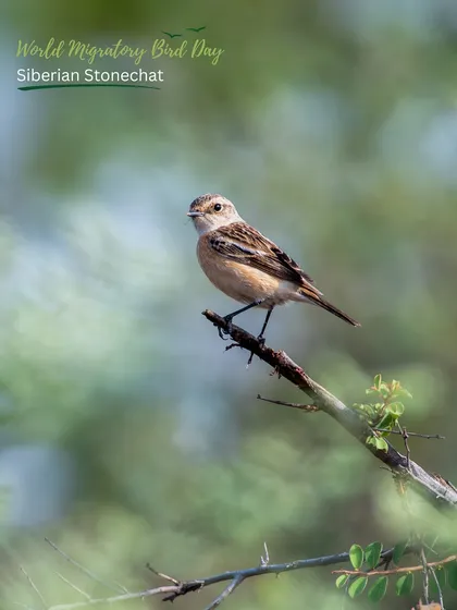 A Siberian Stonechat, a winter migratory bird, perches on a branch at one of our sites. Our restored landscapes provide vital stopover habitats for these seasonal visitors.