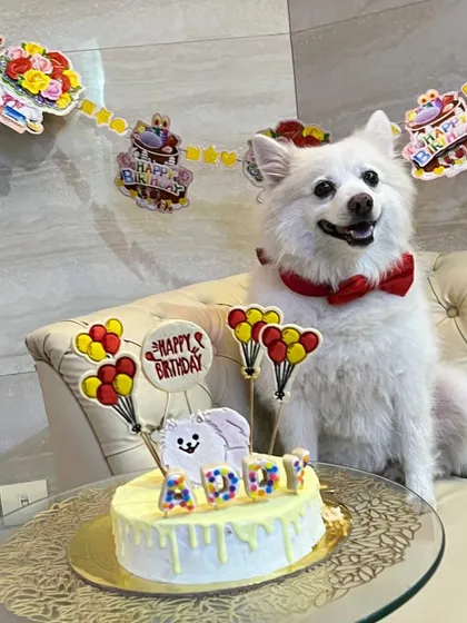 Addy the Pomeranian, looking dapper in his bow tie, poses with his birthday cake. His smile is everything.
