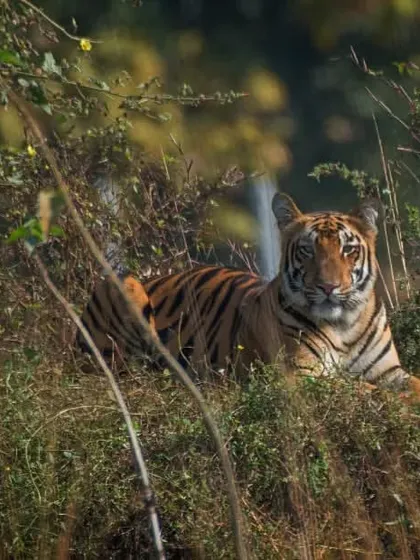 A majestic Bengal Tiger pauses and looks directly into the camera from its resting spot in the tall grass of Tadoba. This intimate portrait captures the quiet confidence and breathtaking beauty of India's national animal.