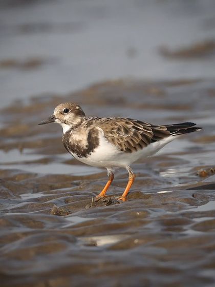 Waders, Ducks & Waterbirds photo 41