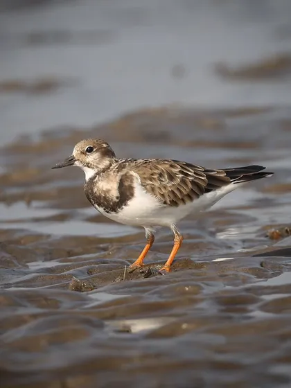 A Ruddy Turnstone, a widespread migratory bird, seen here on a crowded urban beach in Mumbai. These birds are named for their behavior of flipping over stones and seaweed to find food.