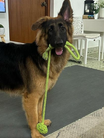 Zoella Dog Training - Puppy Foundation Training My Story & My Pups photo 19