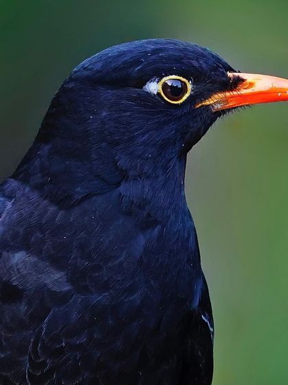 A classic portrait of a male Gray-winged Blackbird. The shot highlights its glossy black feathers, the distinct yellow eye-ring, and the bright orange beak, capturing its alert and curious nature.