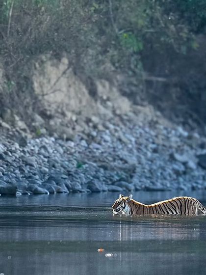 The Striped Kingdom: Tigers of India photo 32