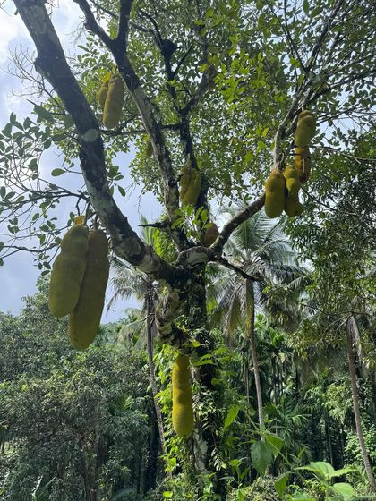 A jackfruit tree laden with fruit, a common sight in the Malnad region and a source of delicious local dishes.