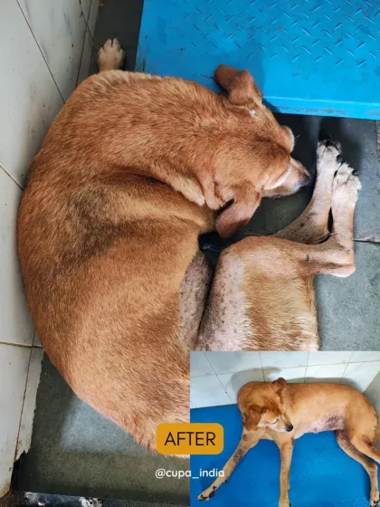 Cupa - Emergency Animal Rescue & Treatment Dog Rescue & Recovery Stories photo 29