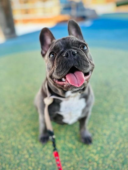 Tulsa Dog Trainer - Immersive Board & Train Programs Board & Train Graduates photo 59