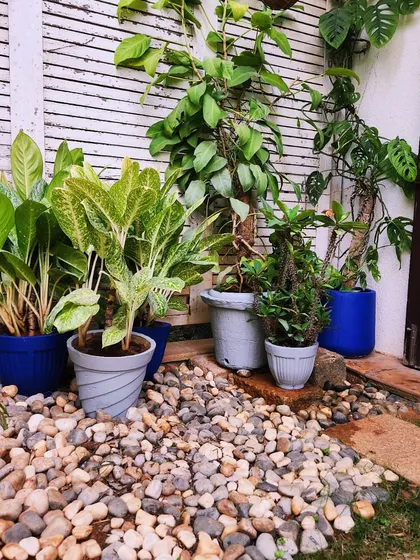 A garden makeover featuring a pebble ground cover and a mix of potted plants against a white slatted wall.