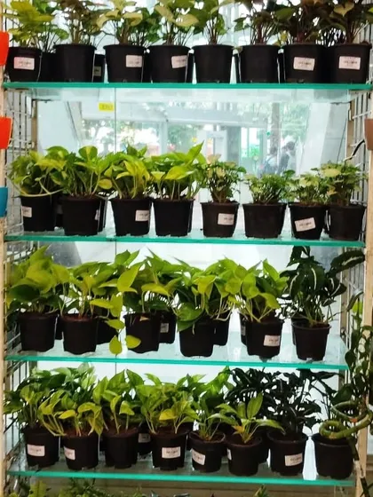 A look at our well-stocked outlet in Star Bazaar, Andheri. We aim to make our beautiful plants and planters accessible to customers across Mumbai.