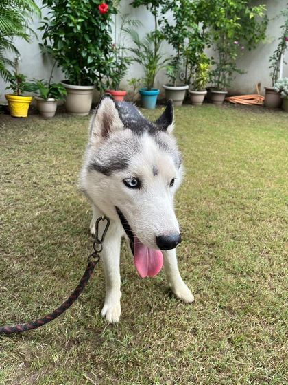 **FOUND:** A beautiful Siberian Husky with striking blue eyes was found wandering in New Friends Colony. He is safe with us while we search for his family.