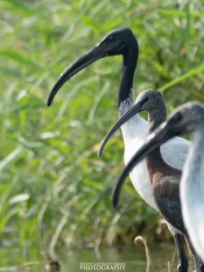 A family of Black-headed Ibis stands together in the green reeds of a wetland. The contrast between their dark heads and white bodies makes them stand out beautifully.