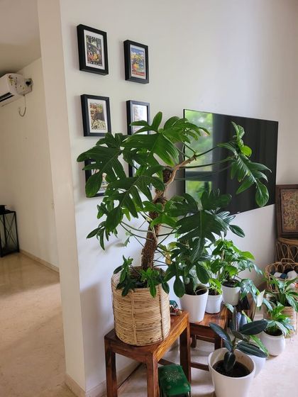 This corner is a great example of how to group plants of different sizes. The large Philodendron Mayoi on a stool acts as the centerpiece, surrounded by smaller plants in white pots for a cohesive look.