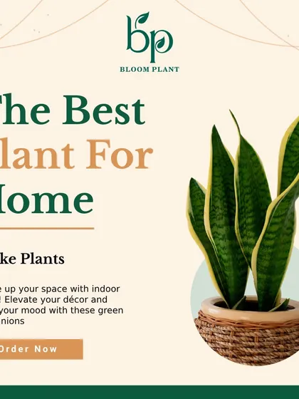 The Snake Plant is one of the best plants for any home. It's incredibly low-maintenance, looks stylish in its wicker pot, and is a powerhouse at purifying indoor air.