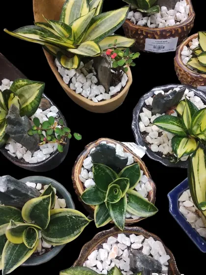 These adorable Snake Plant arrangements are ready for dispatch. They make the perfect gift to spread joy during the festive season, each one uniquely potted and decorated.