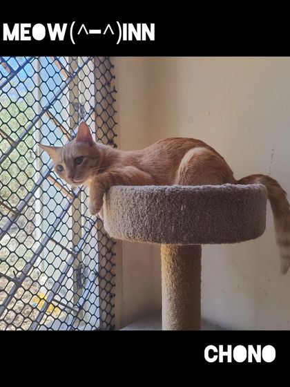 Meow Inn - Cat Lounge & Play Sessions Relax & Recharge: Cozy Moments photo 9