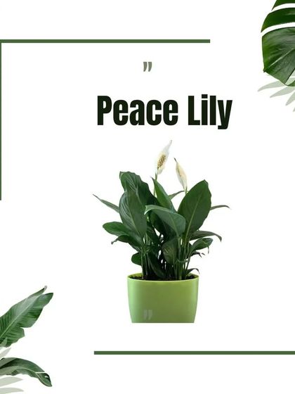 Plant Care & Our Catalog photo 4