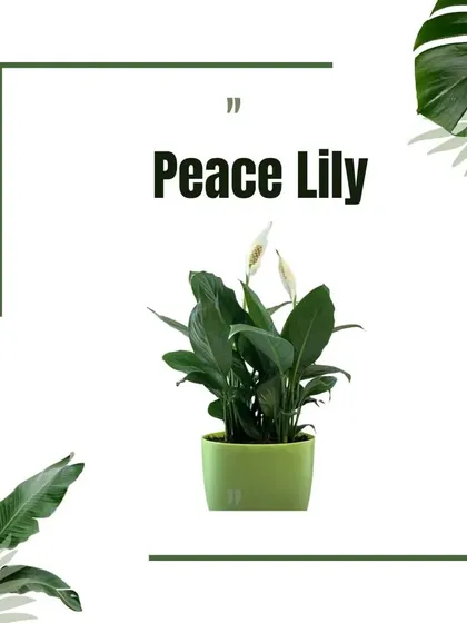 This graphic features the elegant Peace Lily, known for its beautiful white spathes and ability to thrive in lower light conditions, adding grace to any room.