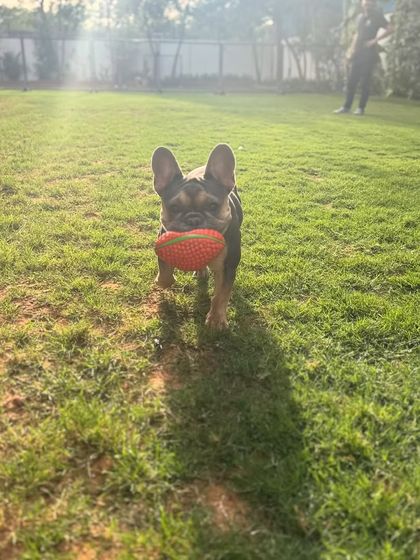 Daisy the French Bulldog enjoying some structured playtime in the sun.
