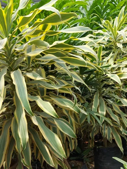 The Dracaena 'Song of Jamaica' variety, which features beautiful cream and green variegated leaves. It's an elegant floor plant that requires minimal care.